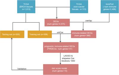 Identification and Validation of an Immunological Expression-Based Prognostic Signature in Breast Cancer